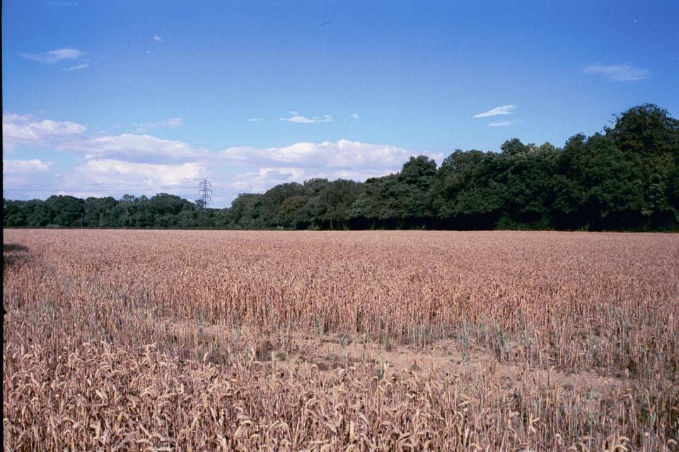 Coppice Wood from White Horse Lane, nr St Albans, Hertfordshire (2000) (© HCC Landscape)