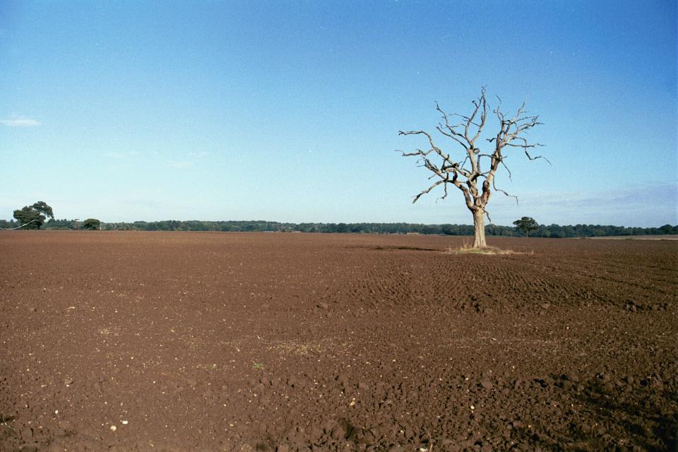 Whitegate Lodge field nr Hatfield, Herts, (2000) (© HCC Landscape)