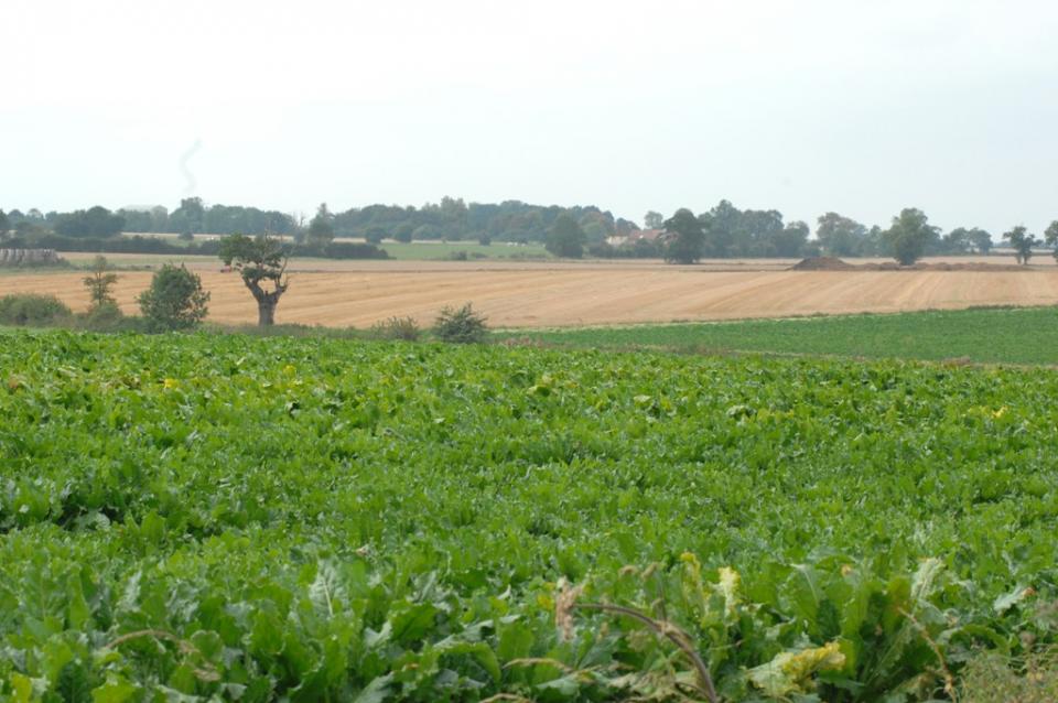 with woodland, pollard and isolated farmstead  (© Suffolk County Council)