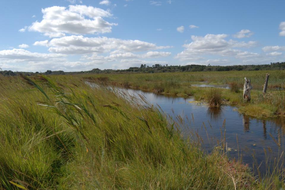 Reedbeds and dykes at Dingle Marshes Suffolk (© Suffolk County Council)