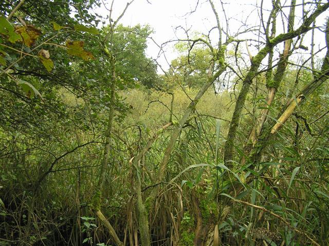 Near to Brundall church fen in the Yare Valley, Norfolk.  (© L Marsden and A Yardy)