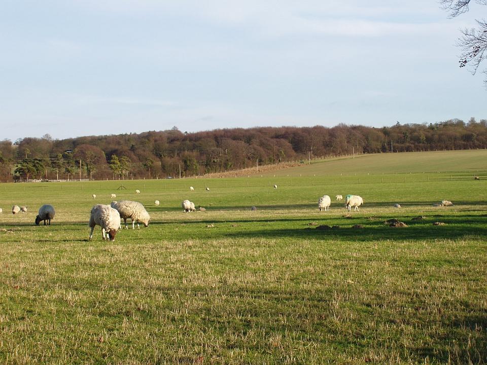 Chalk Hills and Scarps + Pasture near Chrishall Grange, Cambridgeshire. (© Geo-East)