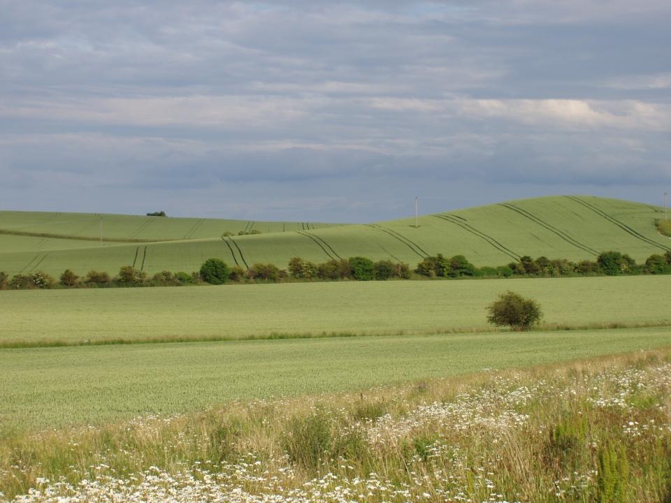 Chalk Hills and Scarps + The Upper Chalk scarp at Bird Hill, Clothall, Herts.  (© Geo-East)