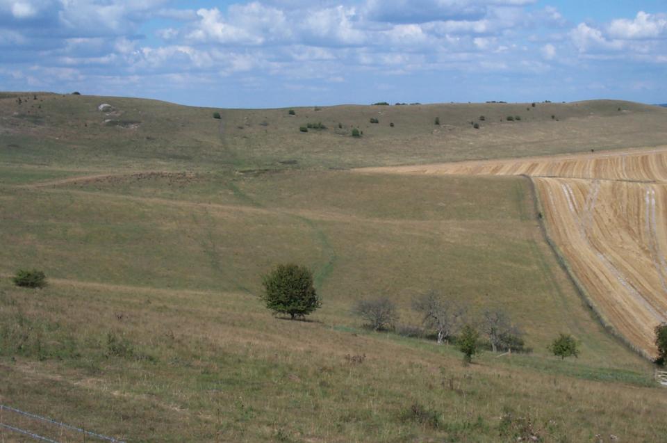 Chalk Hills and Scarps + Looking E. from the path up to Ivinghoe Beacon, Buckinghamshire (2003) (© Simon Odell)