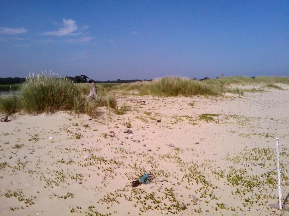 Coastal Dunes + Looking north near Covehithe Broad (© Simon Odell (2011))