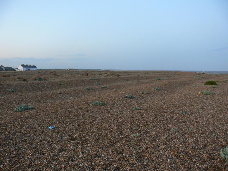 Coastal Dunes + View north across the great expanse of shingle towards the River Ore and the distant Estate Sandlands    (© Jonathan Dix)