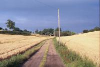 Chalk Hills and Scarps + Towards Old Wellbury, Hertfordshire (© HCC Landscape)