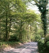 B651 near Hitch Wood, Herts  (© HCC Landscape)