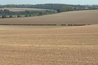 Chalk Hills and Scarps - the eastern fringe of this Landscape Type between Dalham and Moulton in west Suffolk (© Suffolk County Council)