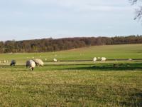 Chalk Hills and Scarps + Pasture near Chrishall Grange, Cambridgeshire. (© Geo-East)