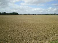 View from Blackley Lane towards new Racecourse (© Essex CC)