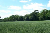 Wooded Plateau Farmlands + Looking W from Red Willow, Harlow, Essex (2004) (© HCC Landscape)