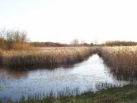 Seminatural fen habitat at Fowlmere Fen Cambridgeshire. (© Geo-East)