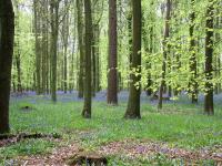 Ashridge bluebells, Chilterns A