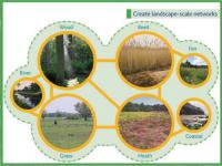 Create landscape-scale networks © East of England Biodiversity Forum