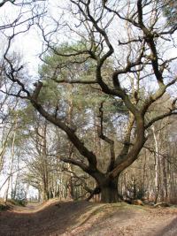 An ancient sunken path © Copyright Evelyn Simak and licensed for reuse under this Creative Commons Licence