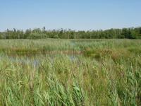 Reedbed at Chippenham Fen © Copyright Hugh Venables and licensed for reuse under this Creative Commons Licence